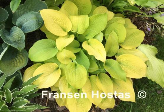 Hosta Bumblebee